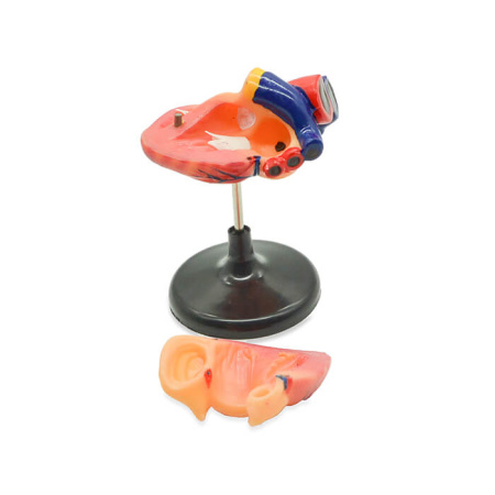 Модель «Сердце человека» (лабораторная)